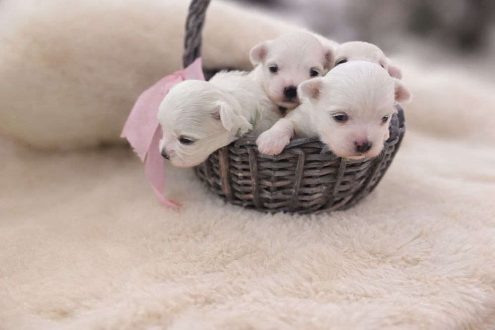 Maltańczyki chłopcy