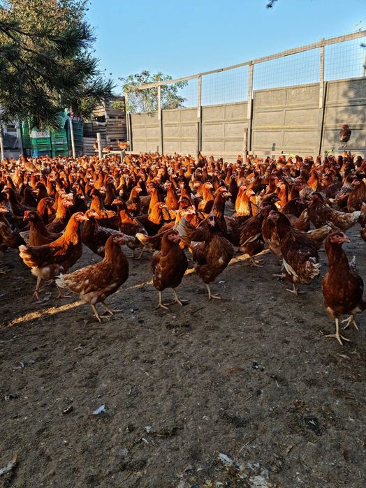 Sprzedam KURY NIOSKI z odchowalni drobiu. Kurki już niosą jajka.