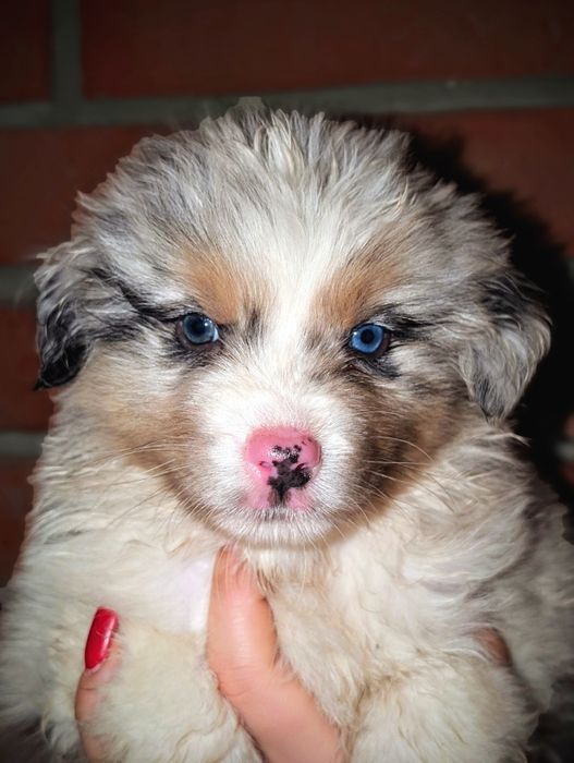Piesek owczarek australijski blue merle