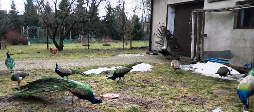 Na sprzedaż piękne pawie