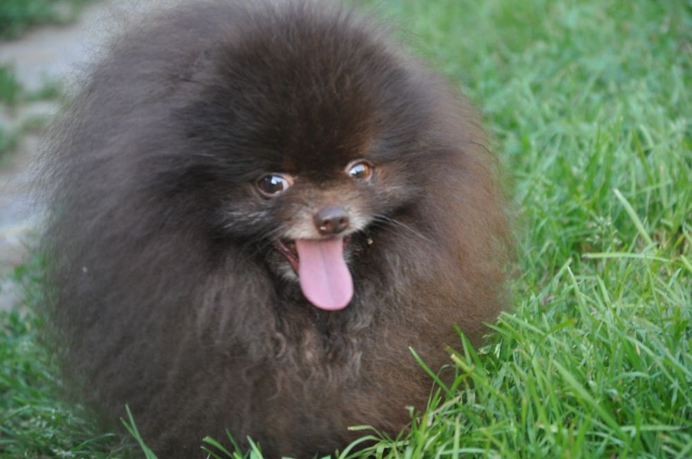 Кобель померанского шпица шоколад вязка.