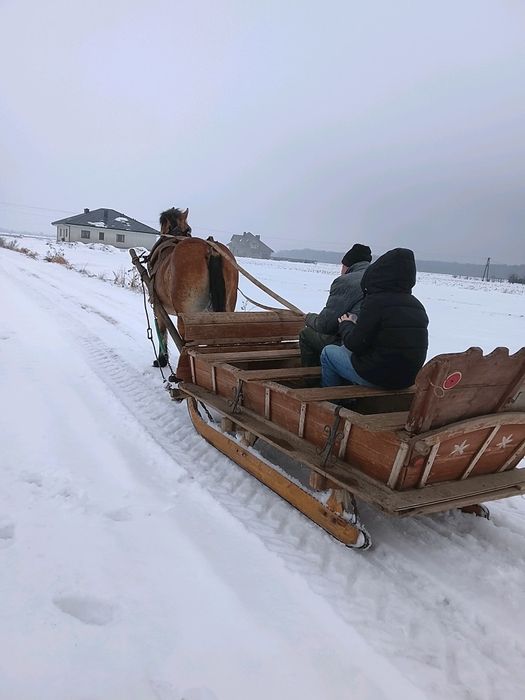 Organizacja kuligów