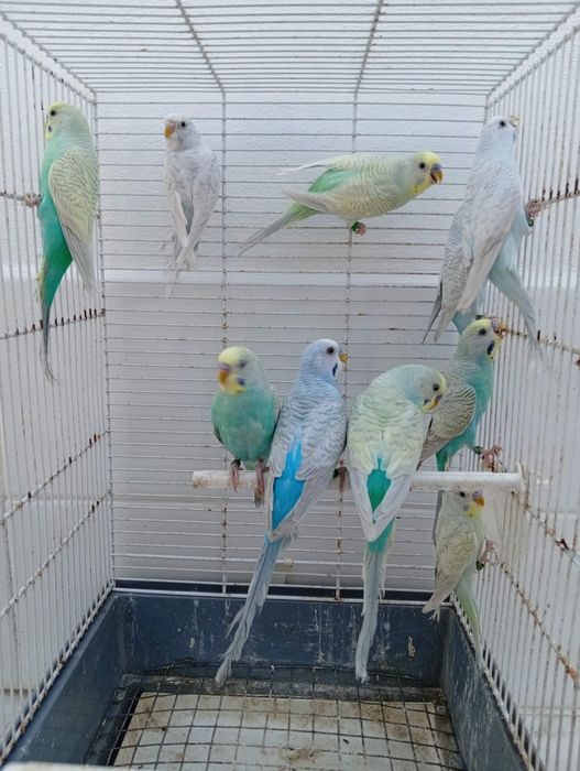 Piriquitos australianos