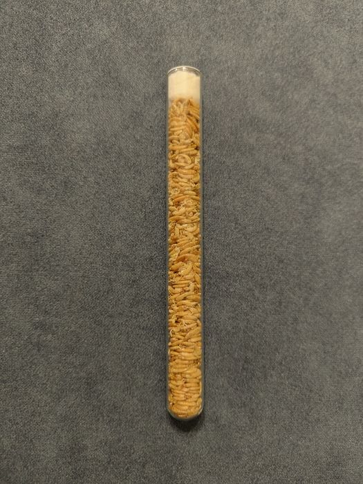 Зерновий корм для мурах 250гр. + Подарунок( Білковий корм гамарус)