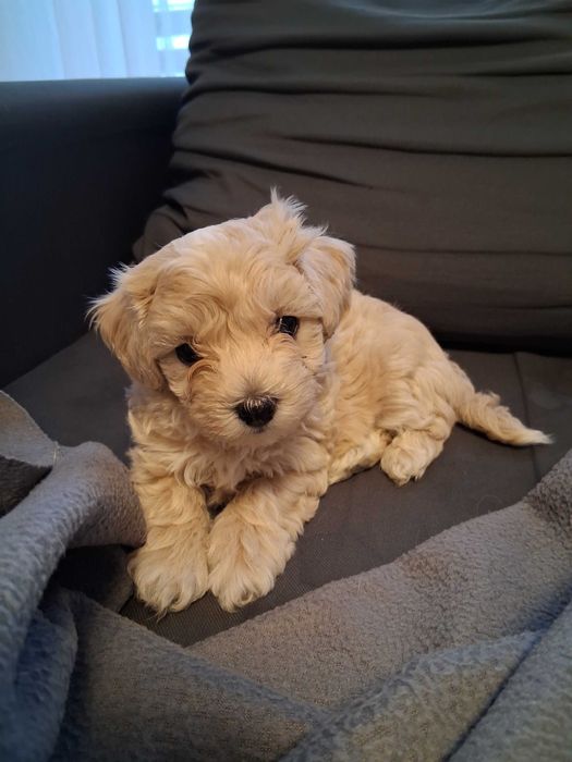 Maltipoo szczenięta