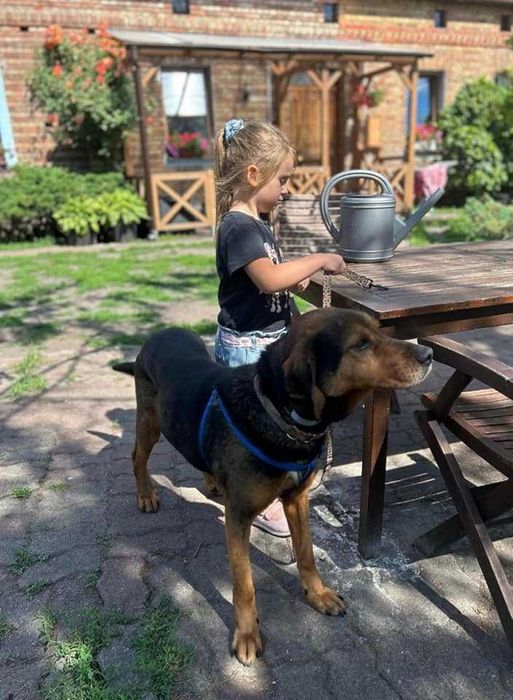 Jasio  5 lat w typie gończego minęło półtorej roku jak szuka domu