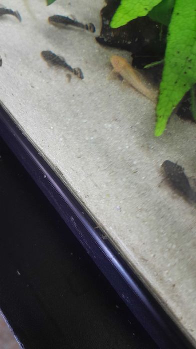 Ancystrus Albinos de criação própria