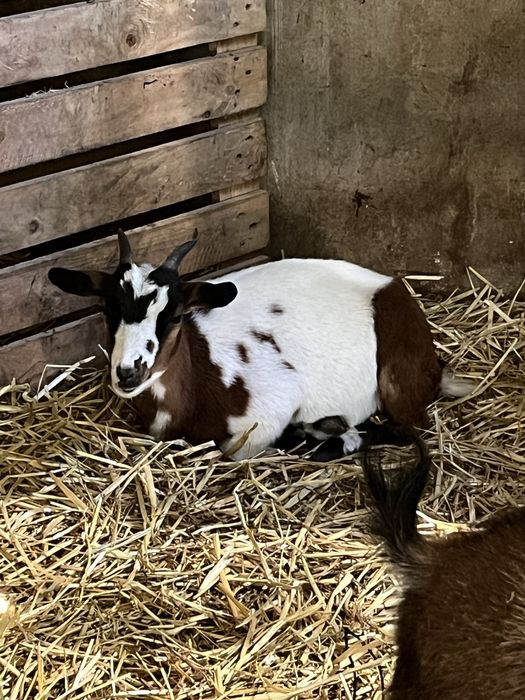Casal cabras anas