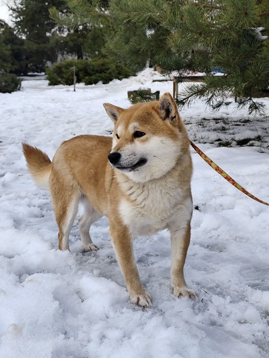 Дівчинка Шиба Сіба Іну