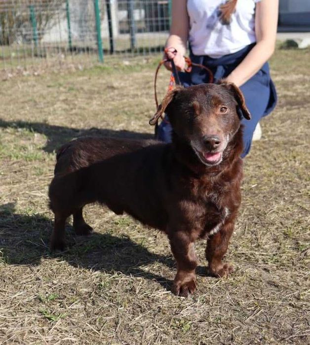 pies idealny czeka na dom