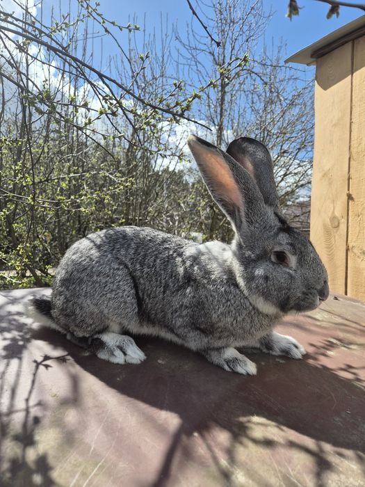 Króliki Olbrzym Belgijski szynszylowaty