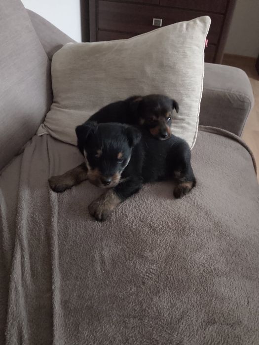 Oddam pieska w dobre ręce