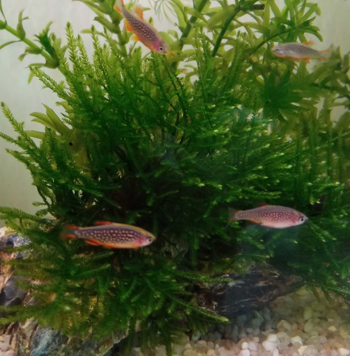 Okazja! Razbora galaxy-Pięknie wybarwione, zdrowe