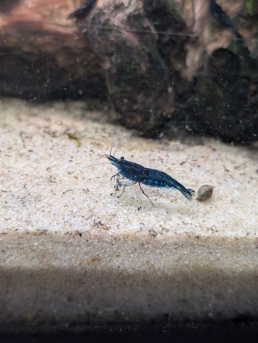 Camarões Neocaridina Blue Dream