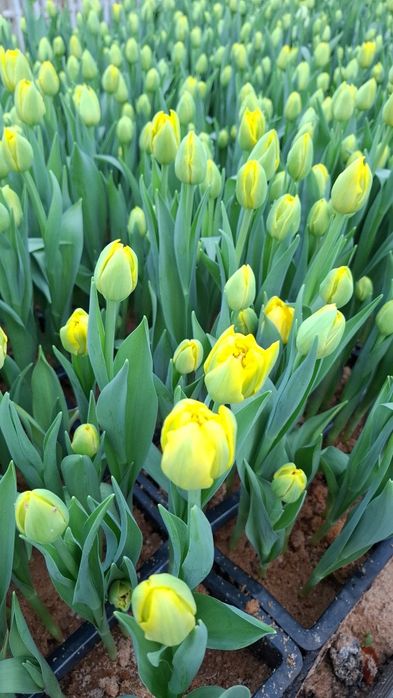 Свіжий зріз тюльпанів від виробника на опт