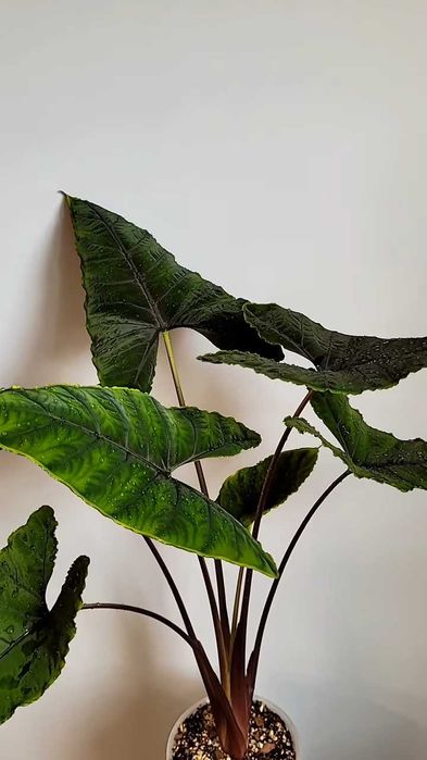 Алоказія Олані, Alocasia Olaniі