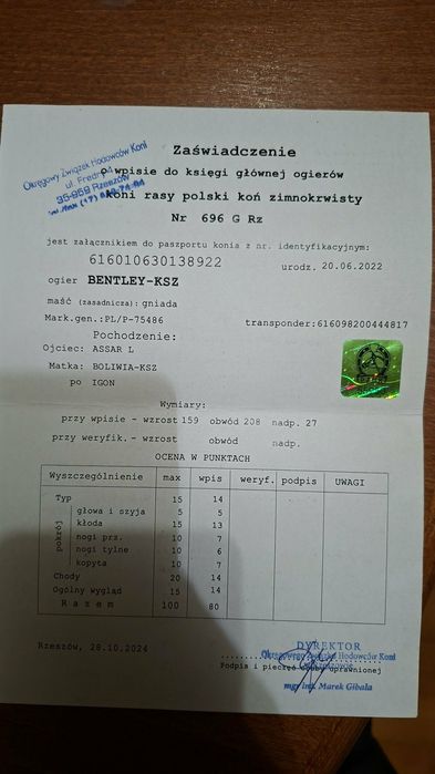 Sprzedam ogiera z licencją