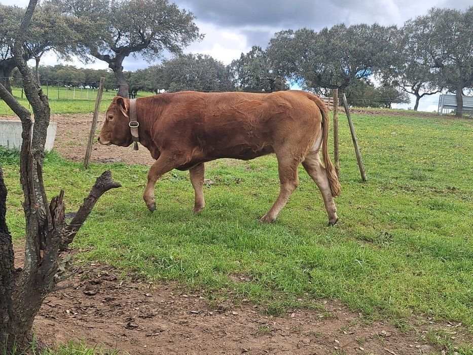 Novilha limousine Pura