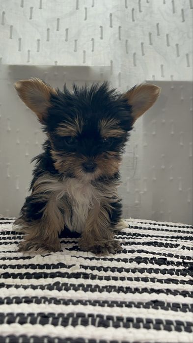 Йоркі народились 12 листопада