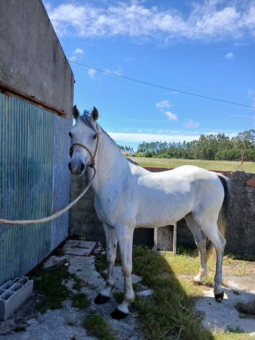 Cavalo puro sangue árabe