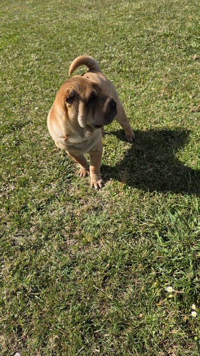 Sharpei macho puro