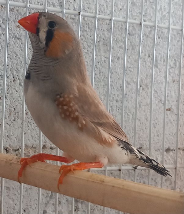 Vários mandarins de várias mutações.