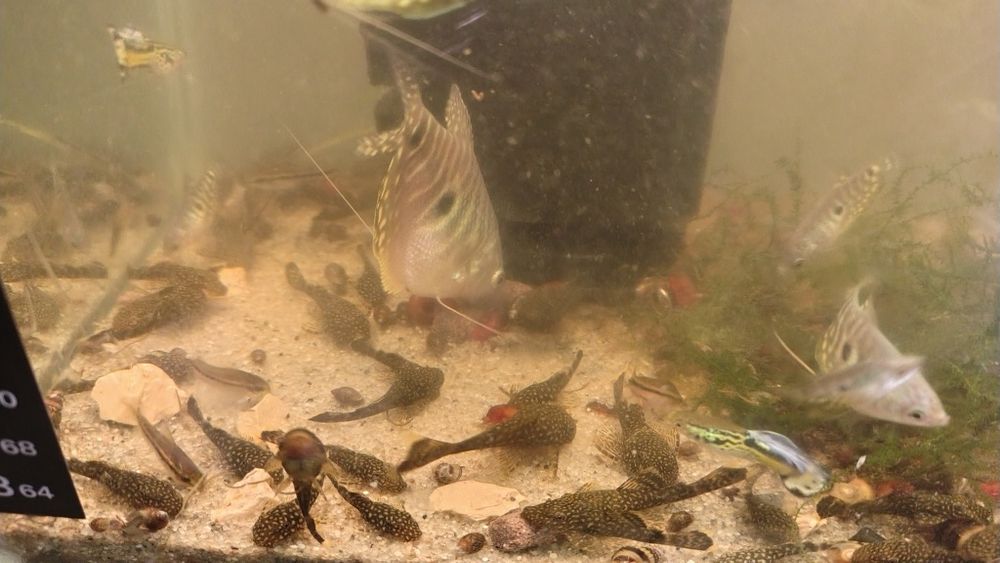 Glonojad  Gurami  gupiki mieczyki krewetka czerwona