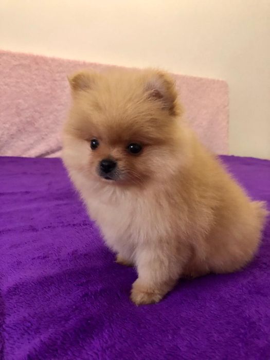 Fêmea Lulu da Pomerânia