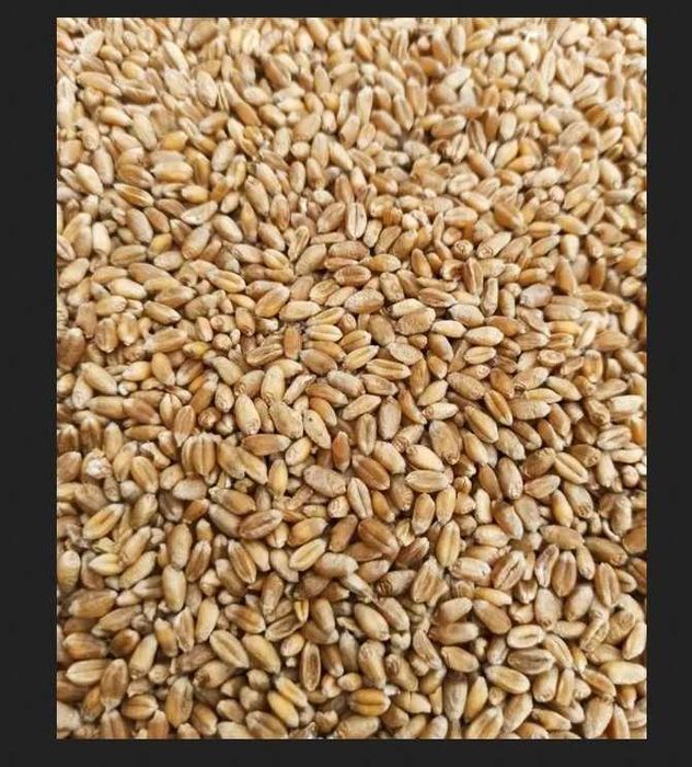 Pszenica Jara wiosenna świeża