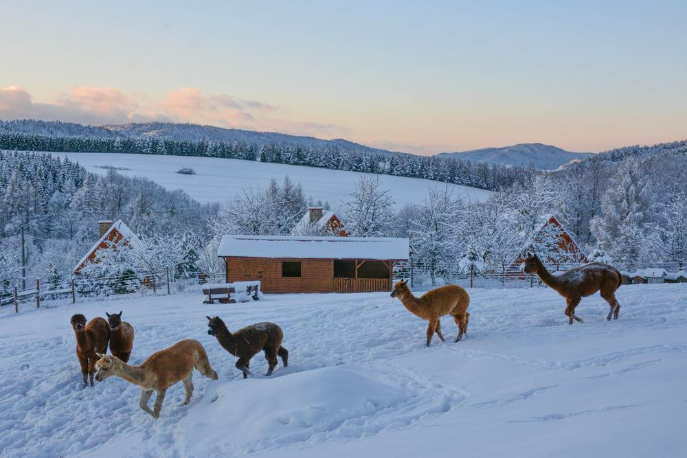 domki w Bieszczadach + SPA, alpaki i inne zwierzaki