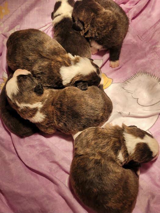 Welsh Corgi Cardigan FCI