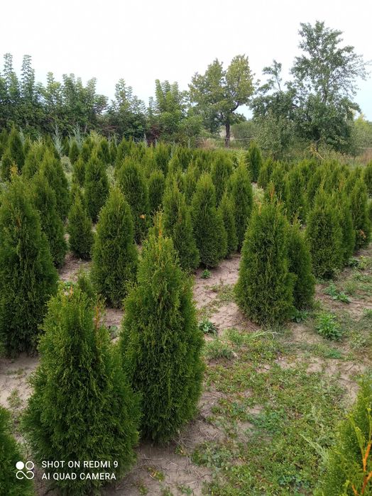 Продам Туя смарагд