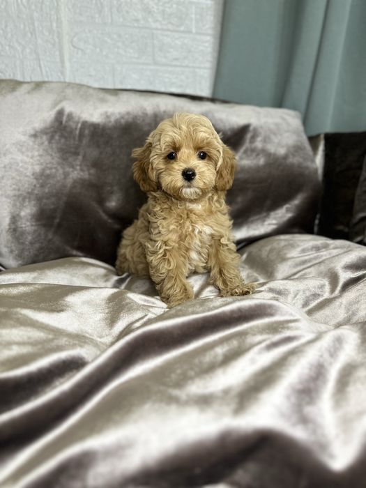 Міні хлопчик мальтіпу