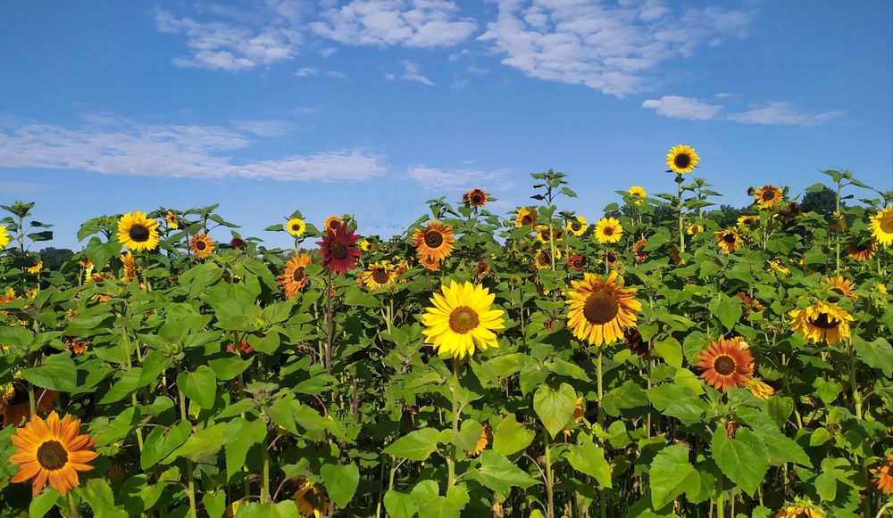 Słonecznik ozdobny nasiona