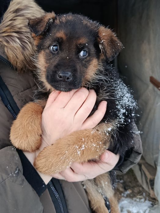 Szczeniaki owczarek niemiecki suczka
