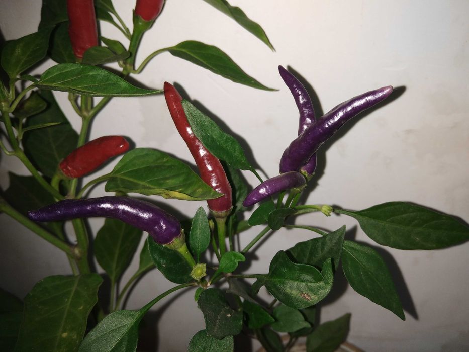 перчик комнатный