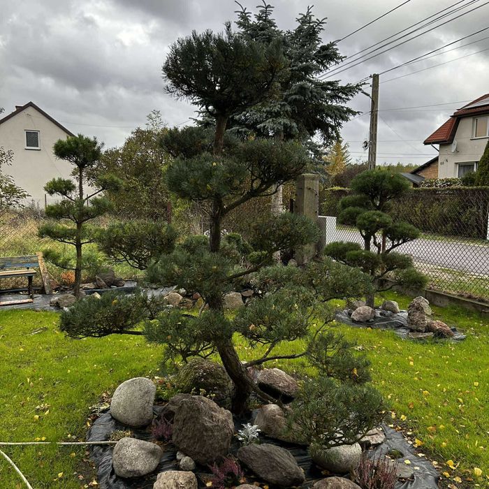 Drzewka Bonsai Niwaki / Sosny – egzemplarze od ogrodnika-pasjonata
