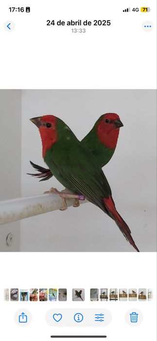 Diamantes papagaio várias mutações