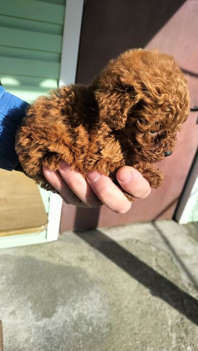 Пудель з розплідника