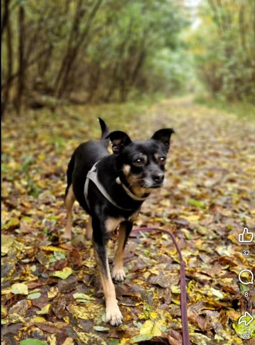 Mikro Sunia pilnie szuka domu