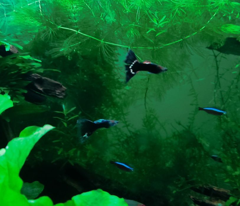 Alevins de guppies a 0,25 cent cada