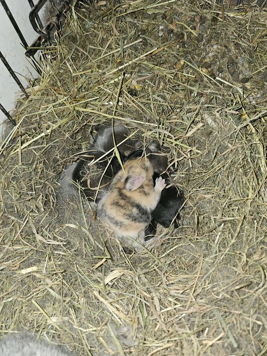 Coelhos anãos e orelhudos