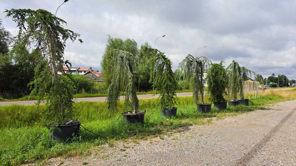 CEDR Atlaski  'pendula'