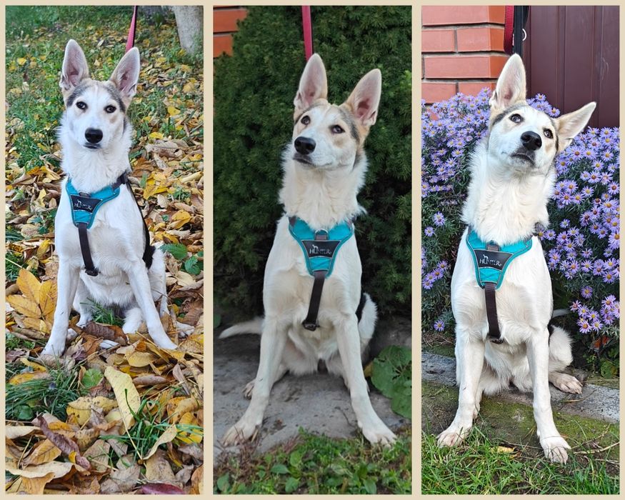 Метис вівчарки прилаштовується безкоштовно