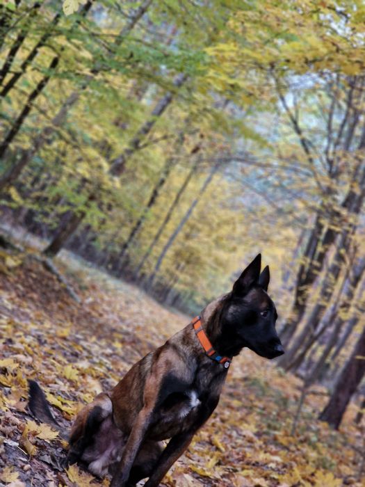 В'язка, хлопчик малінуа шукає наречену