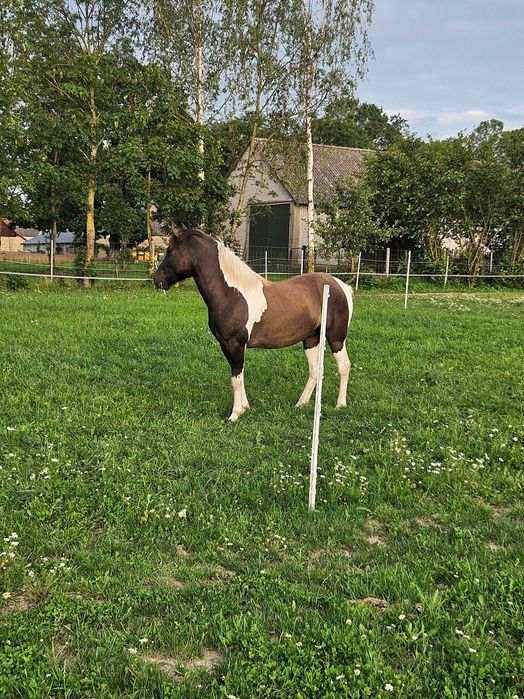 Urodziwy młody wałach huculski o złotym charakterze - OLSEN (HROBY)