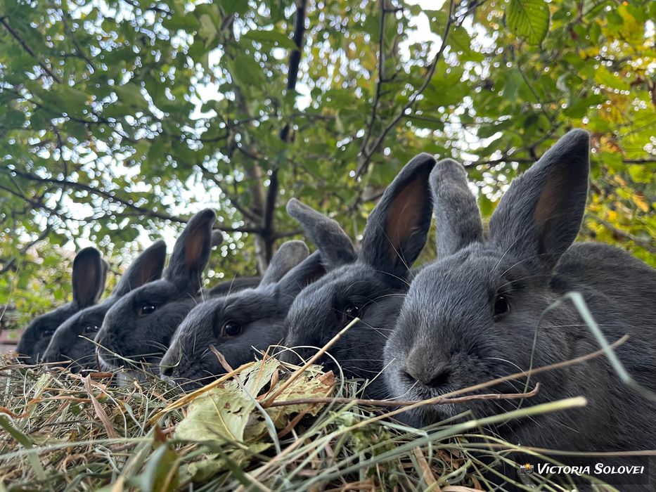 Кролики породи віденський блакитний