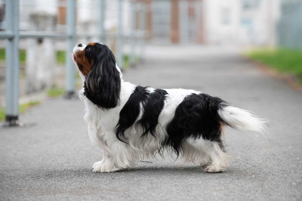 Cavalier King Charles Spaniel FCI