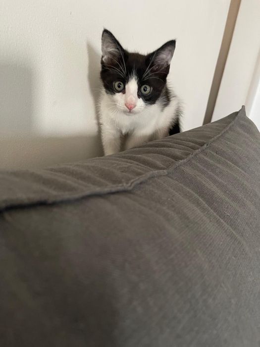 Gato para adoção responsavel