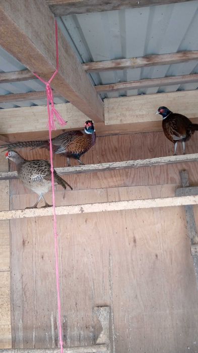 bażant łowny-młode